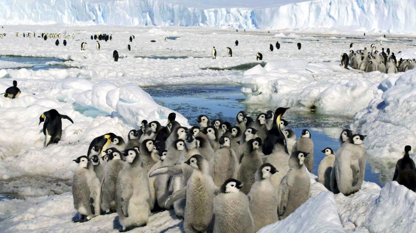 Учени от 32-ата българска експедиция на Антарктида правят изследвания на Ливърпул Бийч