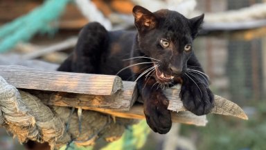 Само ден след като беше оповестена информация че двама души