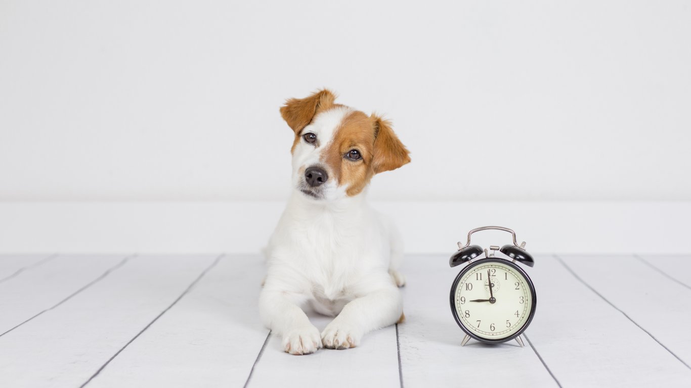 Кучетата могат да подушат колко е часът