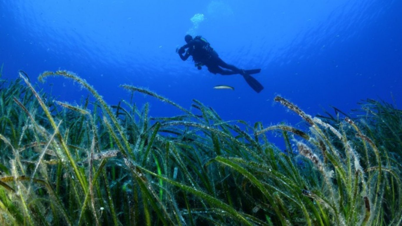 Ценните "сини гори" на Гърция разкриват своите тайни