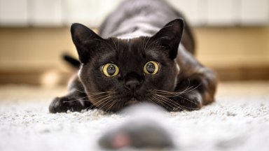 Котките правят близо 300 физиономии, чрез които общуват, показва проучване