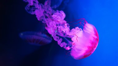 БиБиСи: Бум на необичайни опасни медузи във водите около Великобритания