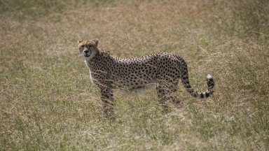 Застрашените гепарди ловуват по тъмно в горещините, установи проучване