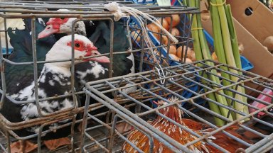 Забраниха пазарите за животни, птици и продукти от тях в цялата страна