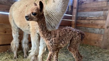 Госпожица е тежи около 4 килограма Все още няма име