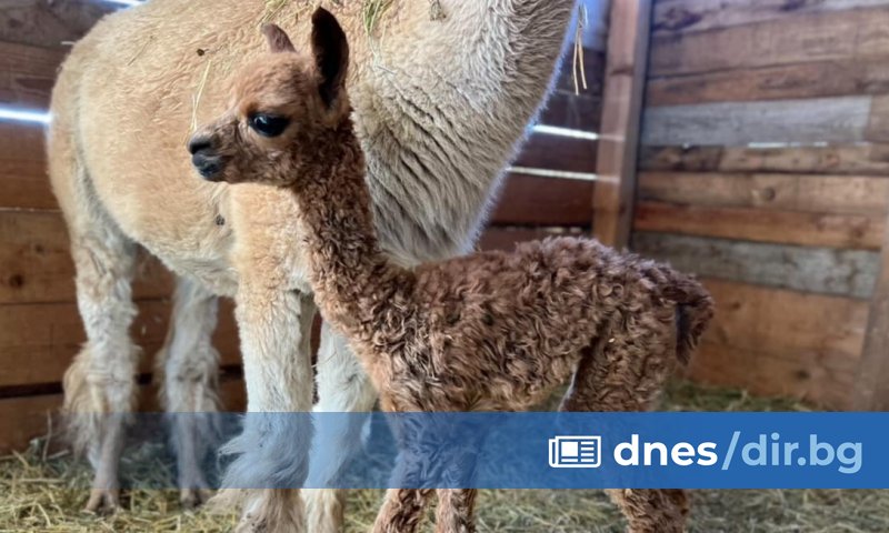 Госпожица е, тежи около 4 килограма. Все още няма име.