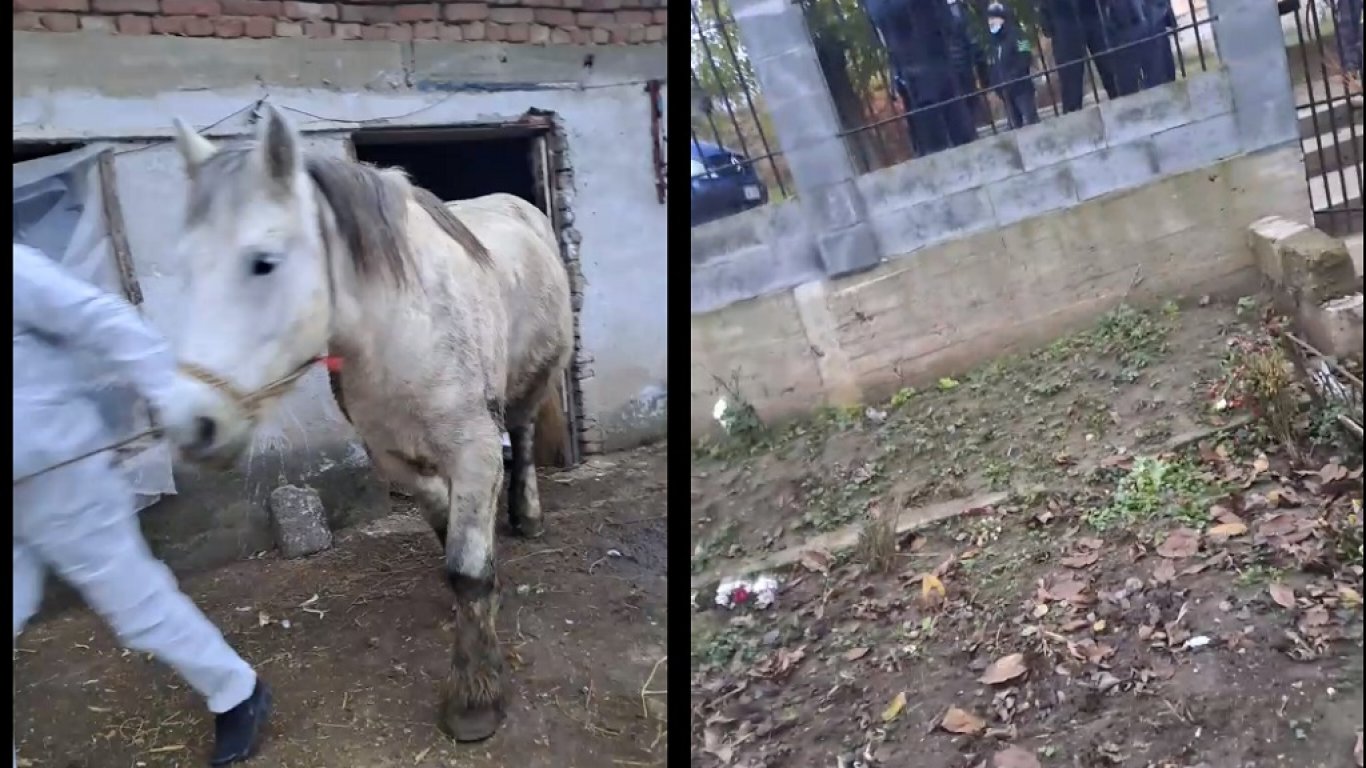 С въоръжена охрана: БАБХ евтаназира бременна кобила в монтанско село