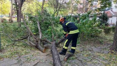 Десетки сигнали за паднали дървета и клони в Пловдив и Пазарджик