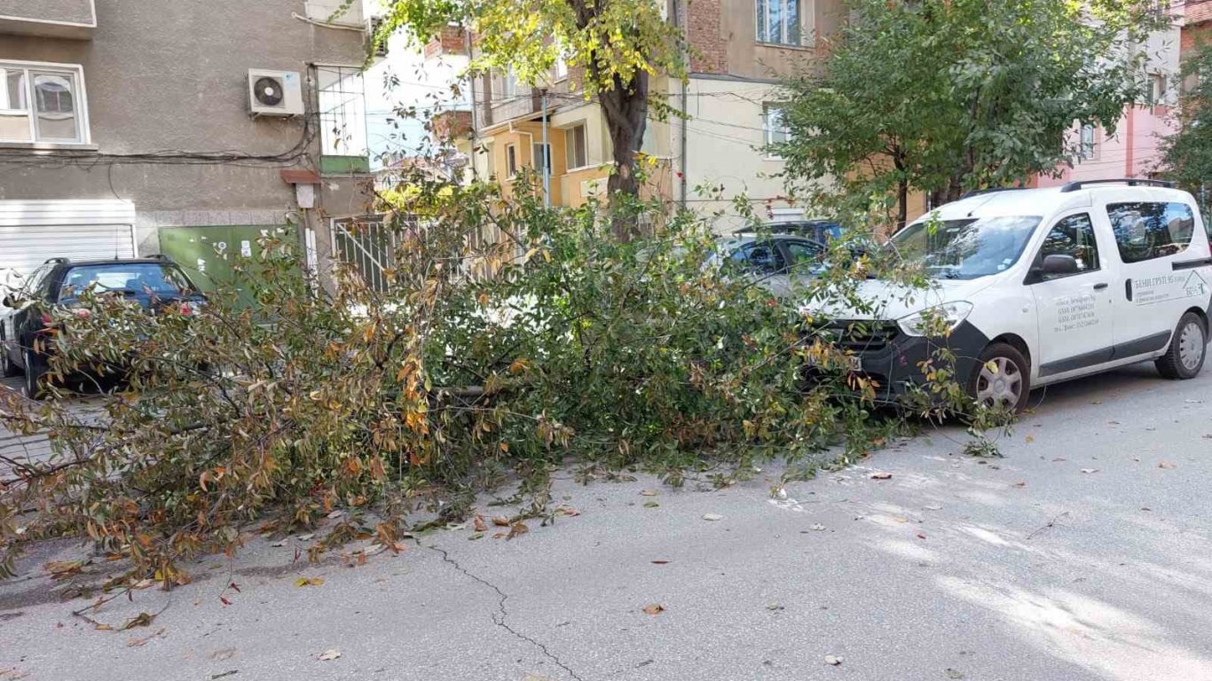 Счупени клони, паднали върху коли в Пловдив