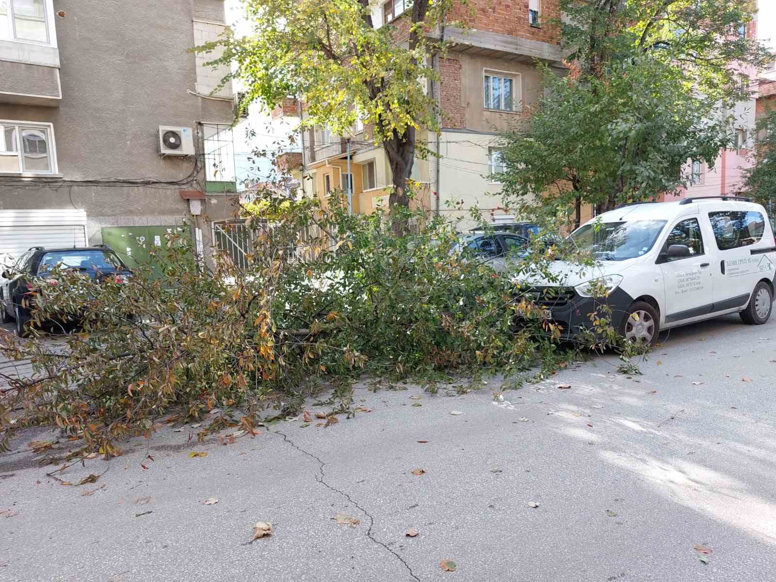 Счупени клони, паднали върху коли в Пловдив