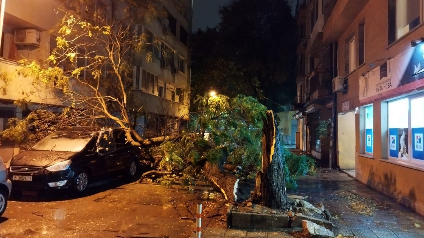 Ураганът поваля дървета върху автомобили във Варна