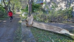 Събраната след бурята във Варна дървесина ще бъде раздадена на хора в нужда