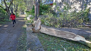 Събраната след бурята във Варна дървесина ще бъде раздадена на хора в нужда