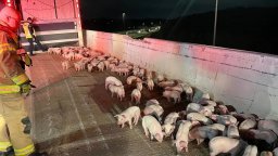 Полицаи и пожарникари гониха цяла нощ над 1000 прасенца по магистрала в Охайо (видео)