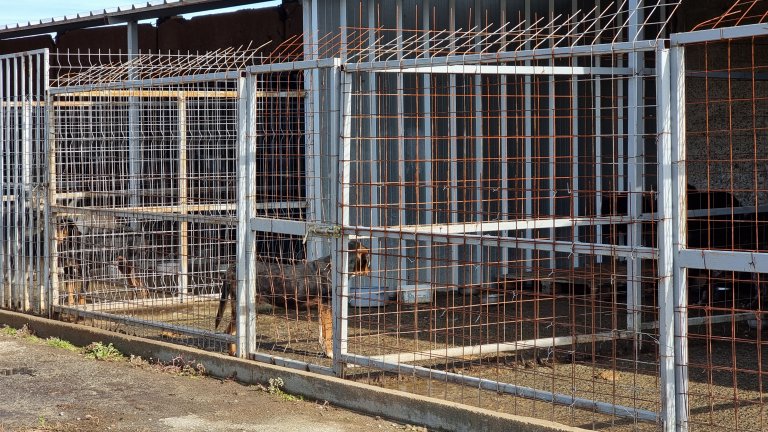 Мъж разби приют в Благоевград, за да си открадне кучето