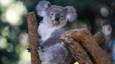 Австралия засажда дървесни коридори за коали, за да ги спаси
