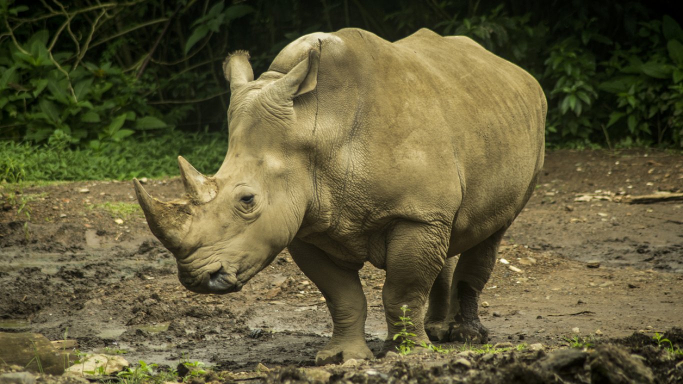 Суматрански носорог се роди в индонезийски резерват