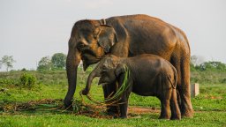 Слонче от критично застрашен вид се роди в Индонезия