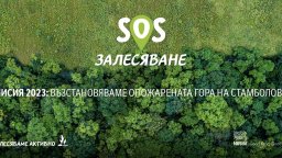 Възстанояват опожарени гори в Стамболово с 15 хил. новозасадени фиданки