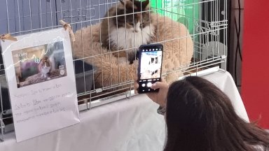 Изложба на бездомни котки в Русе стимулира осиновяването им