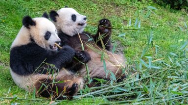 Зоологическата градина в Мадрид посрещна двойка големи панди