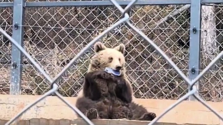 Глобяват мъж, бръкнал в клетката на мечката в зоопарка в Стара Загора, за да я снима 