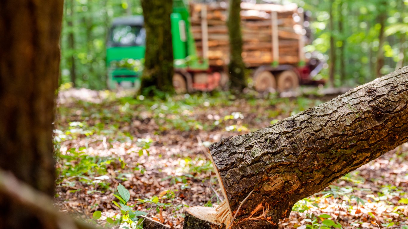 WWF: Нелегалният дърводобив убива българската гора 