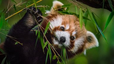 Бебе от застрашения вид червена панда бе представено в зоопарка в Лисабон