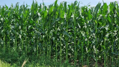 Това съобщиха от правителството по повод декларацията на председателя на