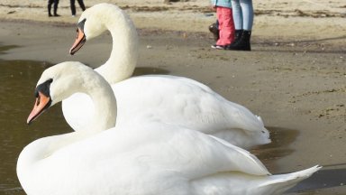 Орнитолозите предупреждават лебедите да не се хранят с хляб или