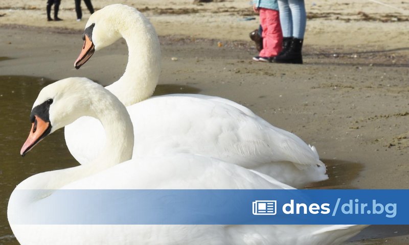 Орнитолозите предупреждават лебедите да не се хранят с хляб или