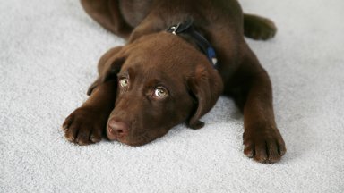 Как да поддържаме килимите, ако имаме куче