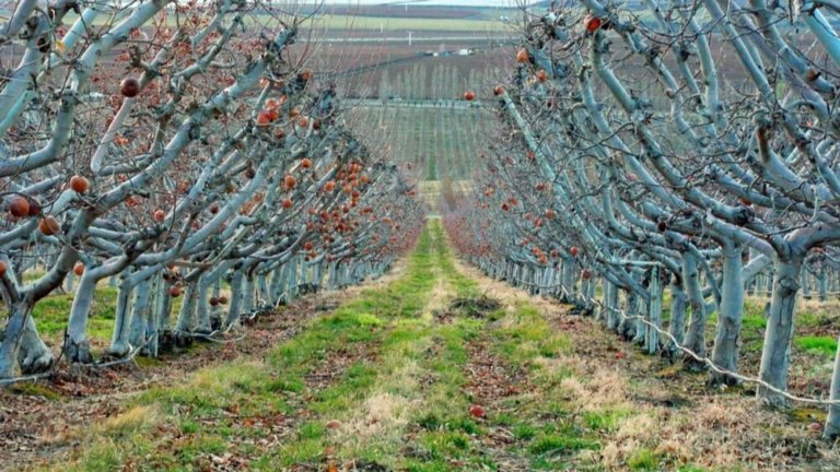 Застудяване с утринен мраз и слани в края на седмицата, ще пострадат ли овошките