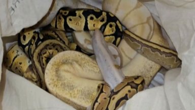 Операцията била на граничния пункт Капъкуле Змиите били скрити под леглото