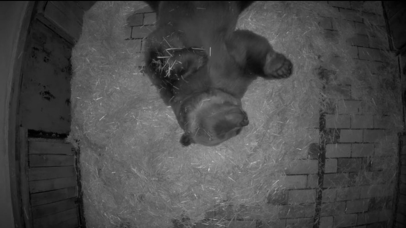Вижте как мечокът Тони от столичния Зоопарк заспива зимен сън (видео)