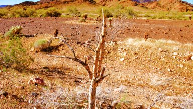 Тялото било открито от туристи в плитък гроб в пустинята