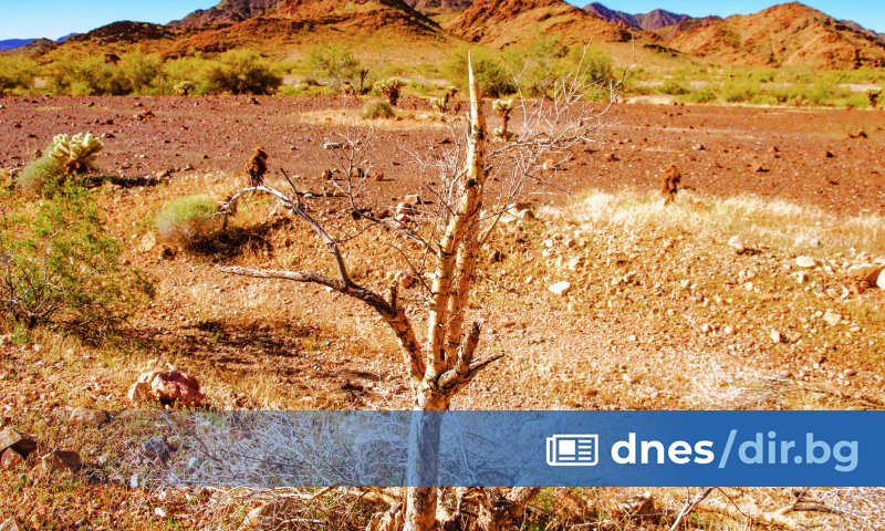 Тялото било открито от туристи в плитък гроб в пустинята