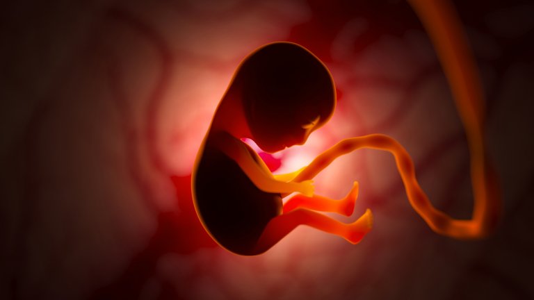 Откриха нов механизъм при формирането на човешкия ембрион