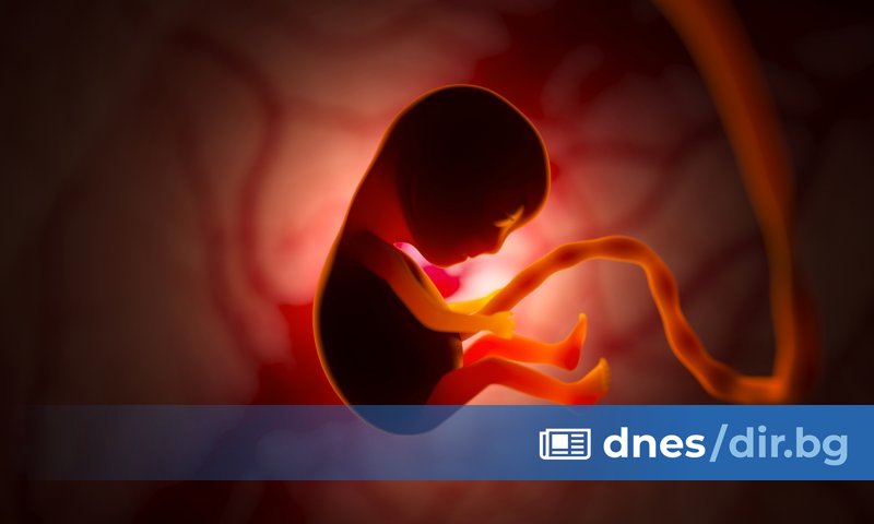 Синодът прие документа За неприкосновеността на човешкия живот от момента