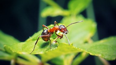 Мравки ампутират крайници на ранени другари, за да спасят живота им