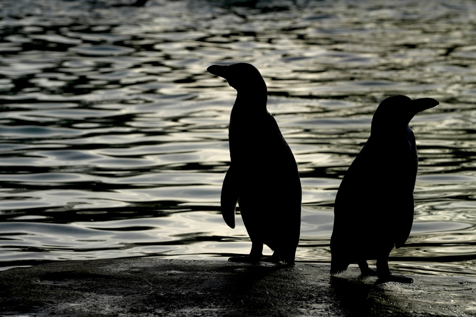 Популацията на императорските пингвини намалява, установи изследване