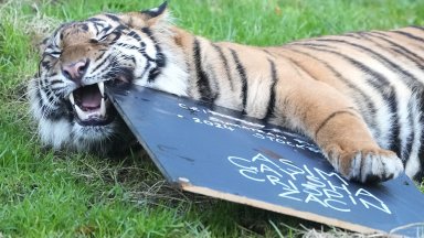 Снимка AP Photo Kirsty Wigglesworth БТА Пингвините пък се показаха много по дисциплинирани