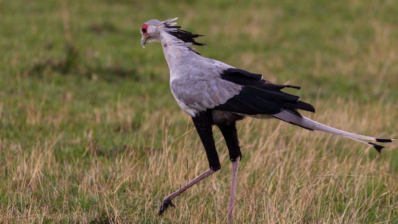 Големите хищни птици в Африка са в опасност от изчезване