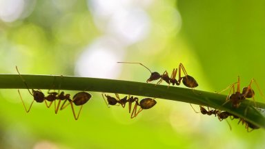 "Индивидуалността" на мравките определя тази на тяхната колония
