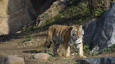 Три тигърчета от застрашен вид се родиха в Китай