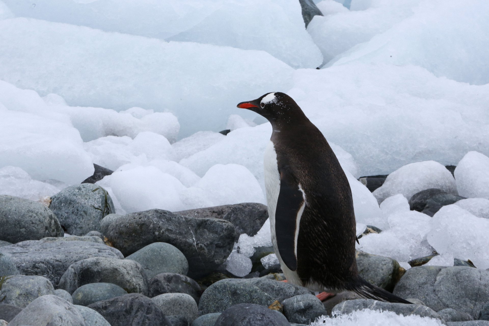 Антарктида също е застрашена от микропластмаса