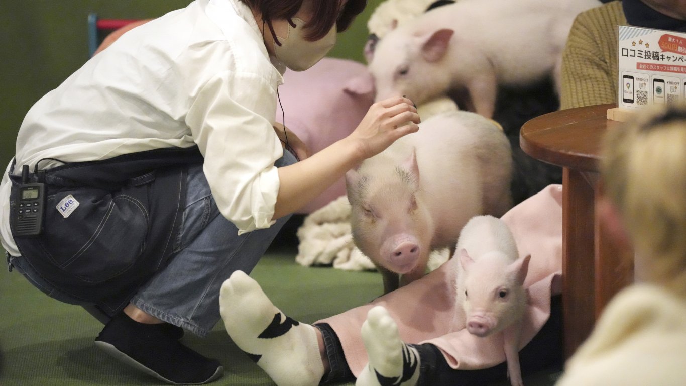 Компания иска да продава месо от ГМО-прасета