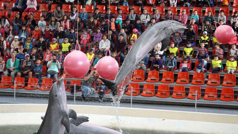 Ваканция в делфинариума: Безплатни представления за децата във Варна