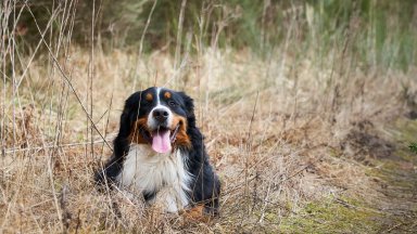 Кои породи кучета са сред по-предразположените към заболяване от рак?