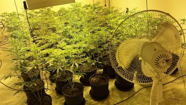 По неофициална информация полицаите са открили 50 саксии с канабис